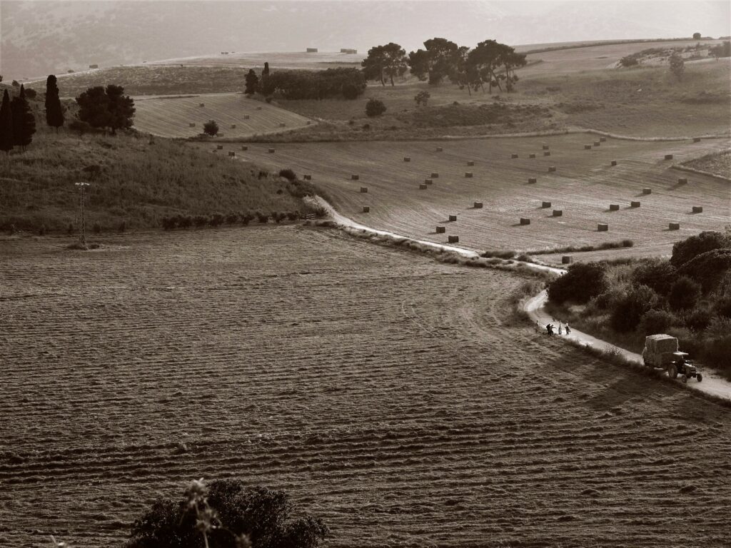 שייח אברק - גליק טל