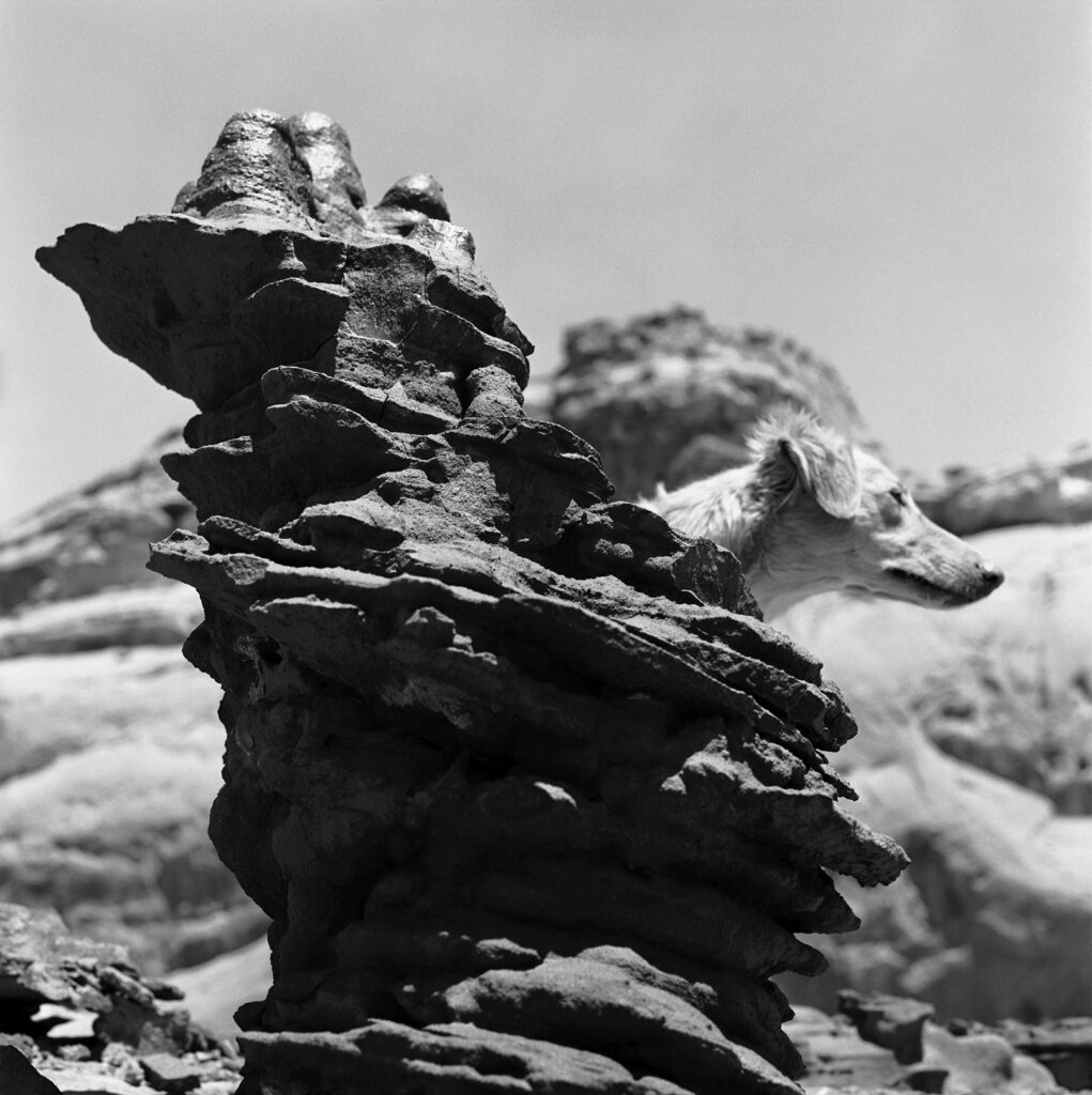 יער העמודונים - שפיץ דרורה