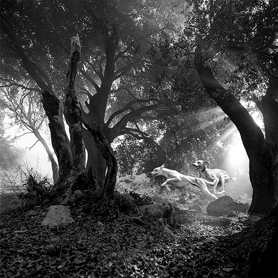 כלבי רוח - שפיץ דרורה