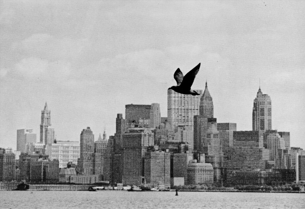 ניו יורק - זלוסצר יונה