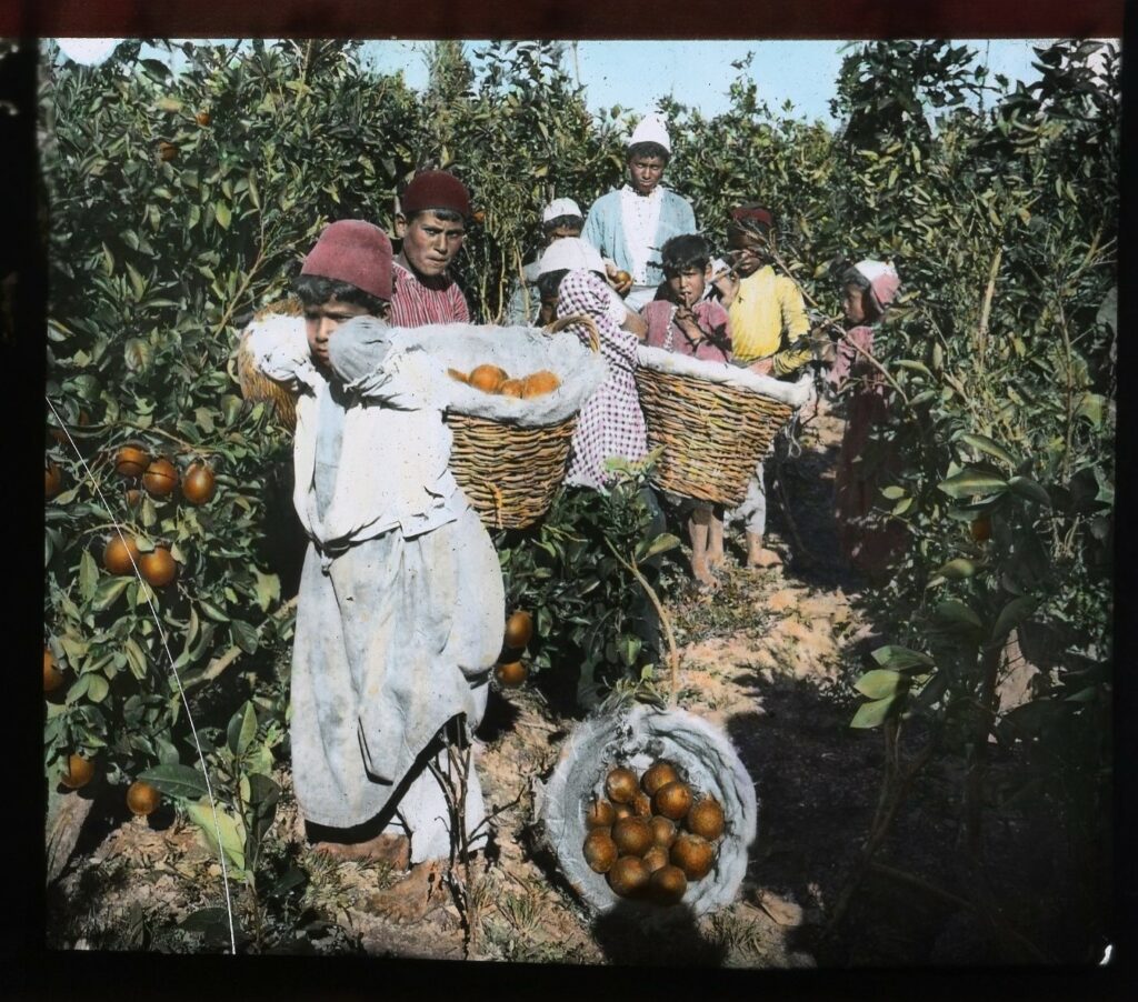 נערים נושאים סלי תפוזים - ראאד חליל