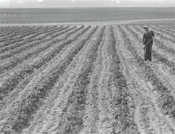 גבולות – שדה תפוחי אדמה - מלבסקי אברהם