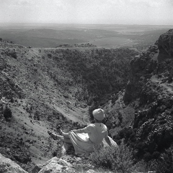 אדמית – מראה - חריס דוד