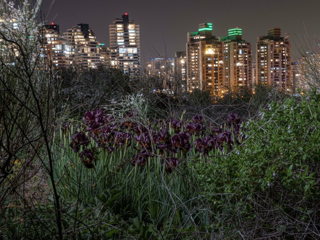 "שני יוסי״- ״מלחמה החלמה" - חן יובל