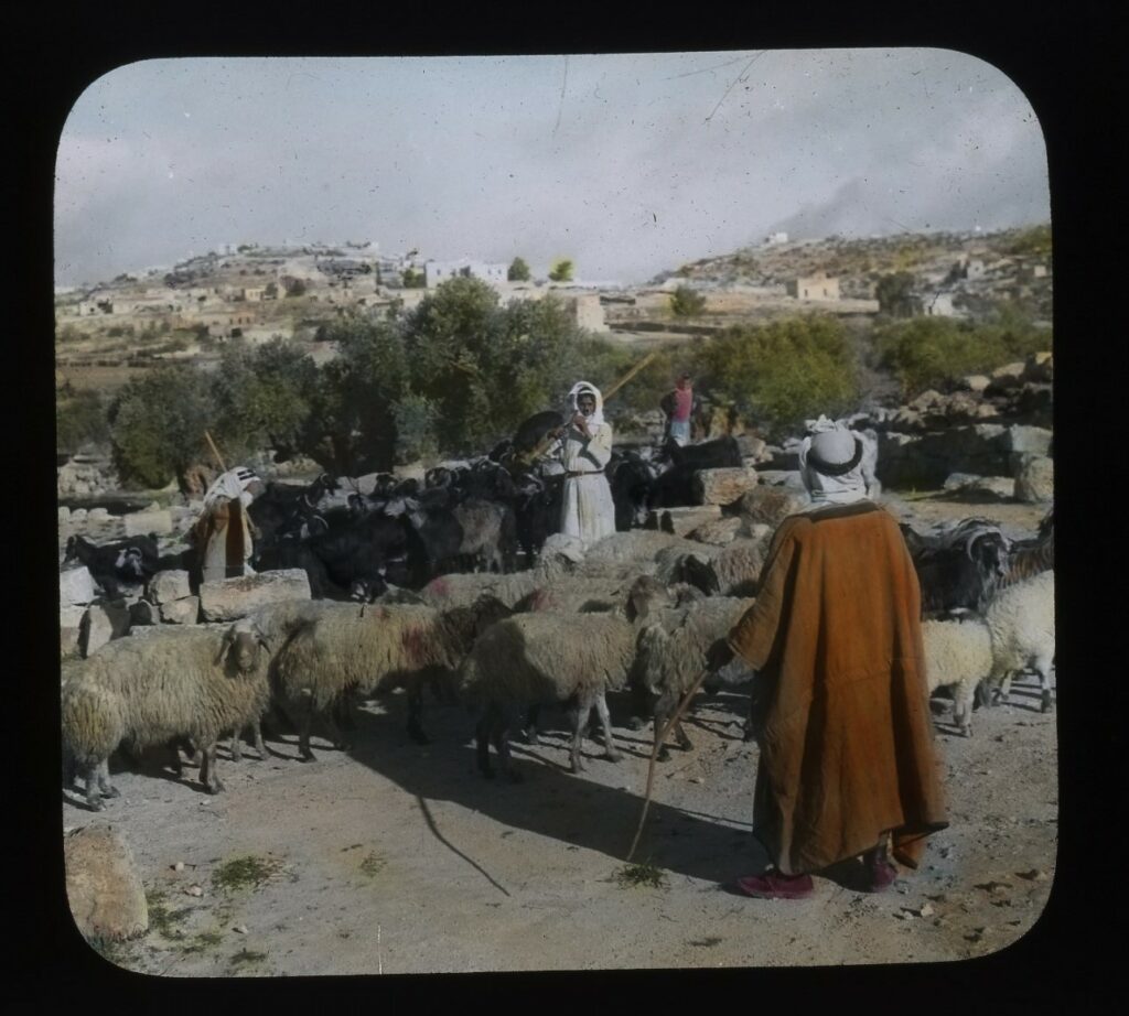 רועה צאן - ראאד חליל