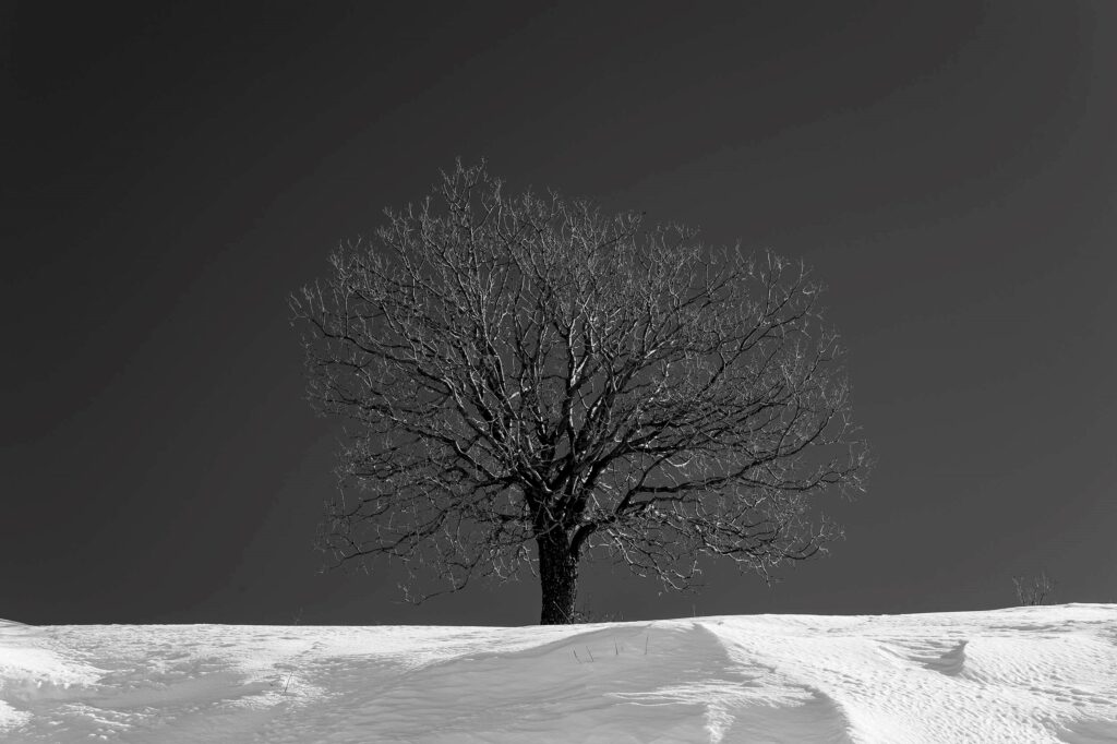 אלון התולע - חן יובל