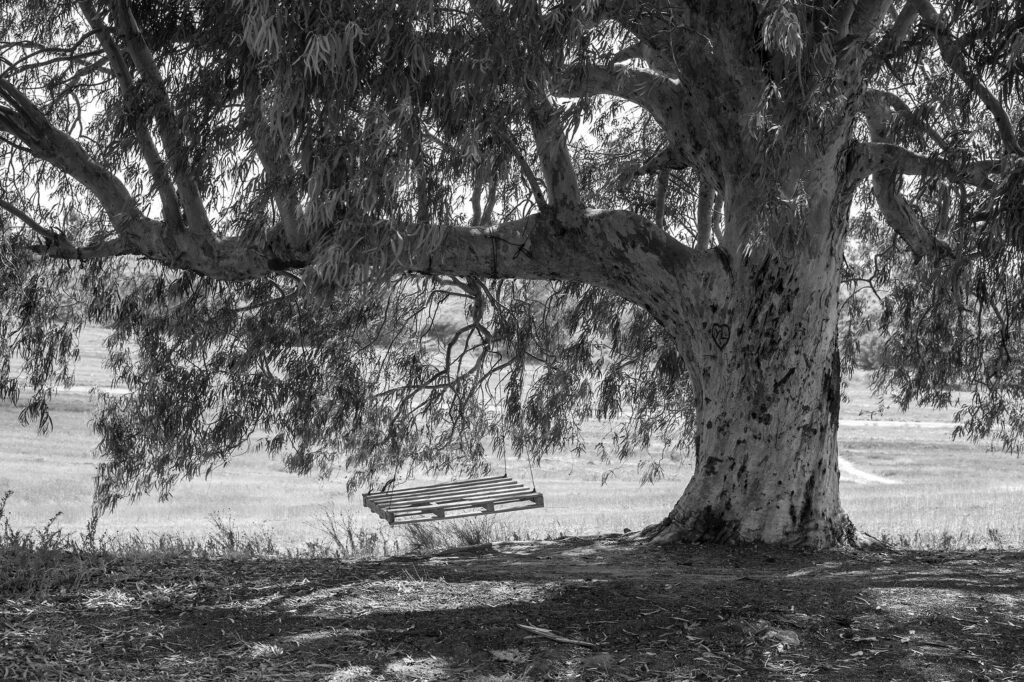 עץ אקליפטוס עם משטח-נדנדה, צפון הנגב - חן יובל