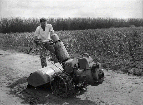 בנימינה – עבודה בגן הירק - מלבסקי אברהם