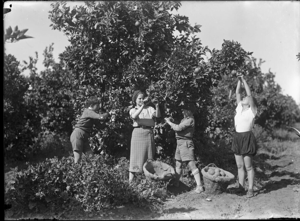קטיף בפרדס - קריסטלר ולטר
