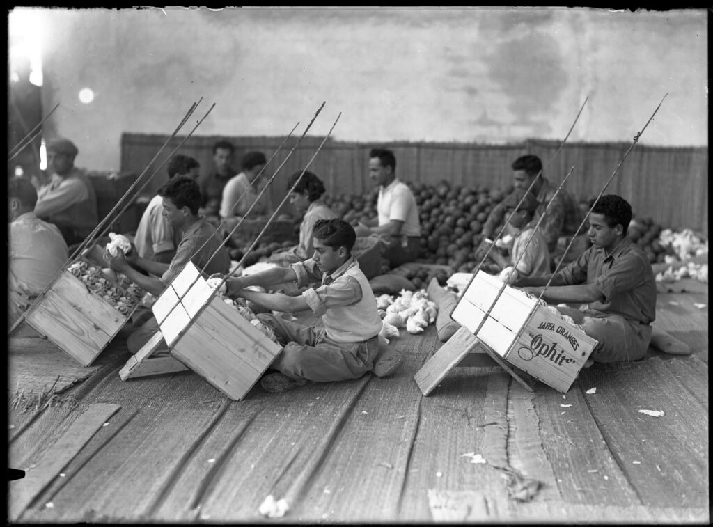 אריזת תפוזים - קריסטלר ולטר