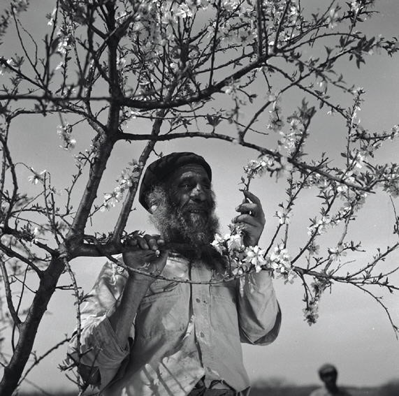 עולה מכורדיסטן מתלהב מפריחת השקדיה - דינר לזר