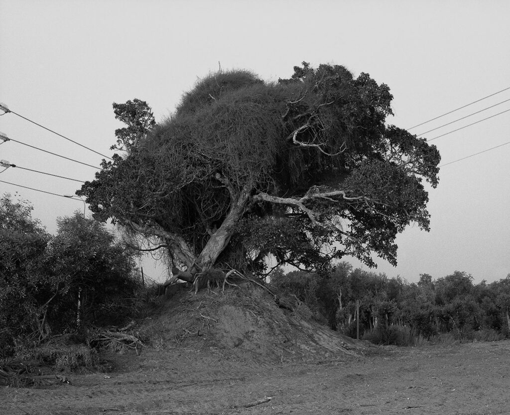 עץ שקמה, מושב נטעים - חן יובל