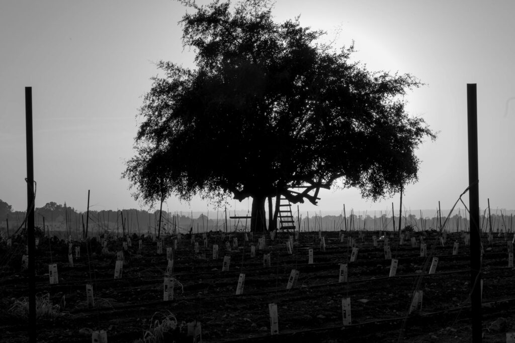 שיזף מצוי, נבוק. אבו שושה, כרמי יוסף, השפלה - חן יובל