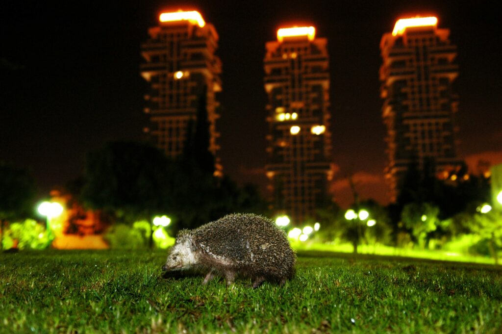קיפוד - חן יובל
