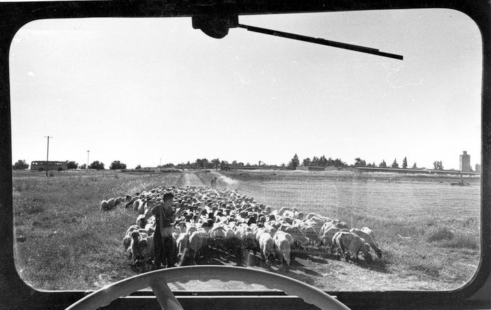 עדר צאן בקיבוץ גת - נהור צבי