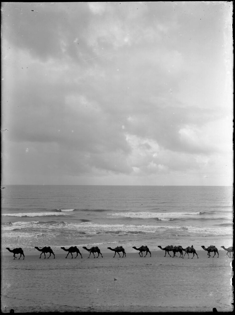 גמלים בחוף הים - קריסטלר ולטר