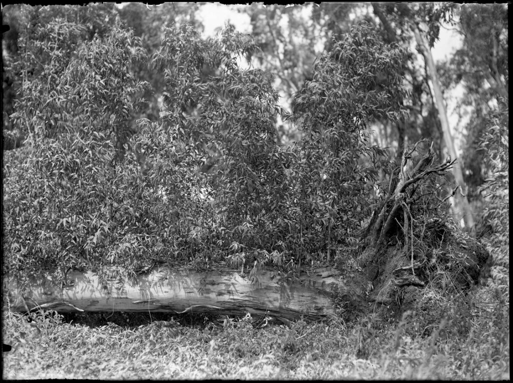 יער חדרה – עצי אקליפטוס - קריסטלר ולטר