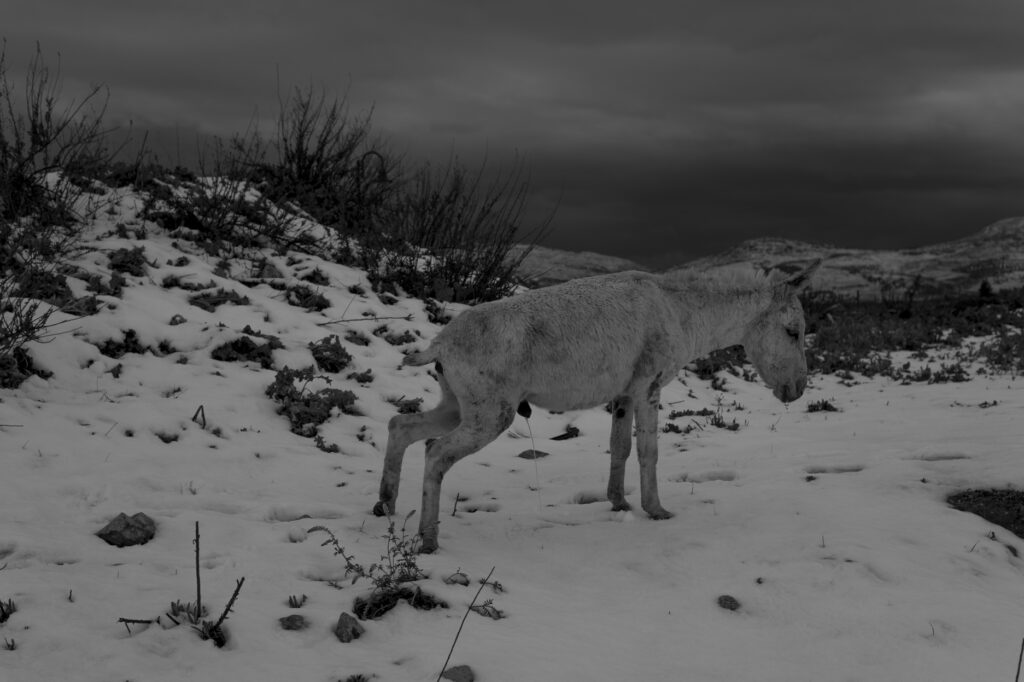 חמור משתין בשלג, התנחלות איתמר, שומרון - חן יובל
