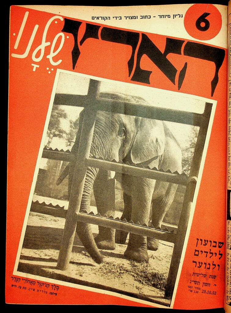 מלך הג'ונגל מאחורי הגדר - אביב (פין) נורית