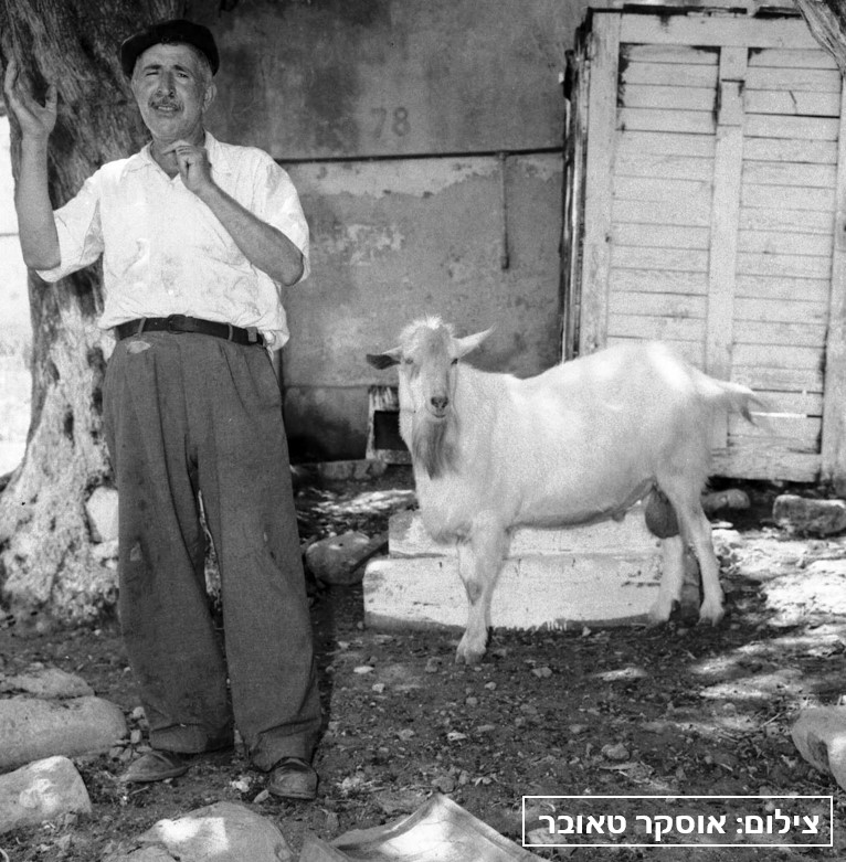 תיש נותן חלב, מעברת קריית אליהו - טאובר אוסקר