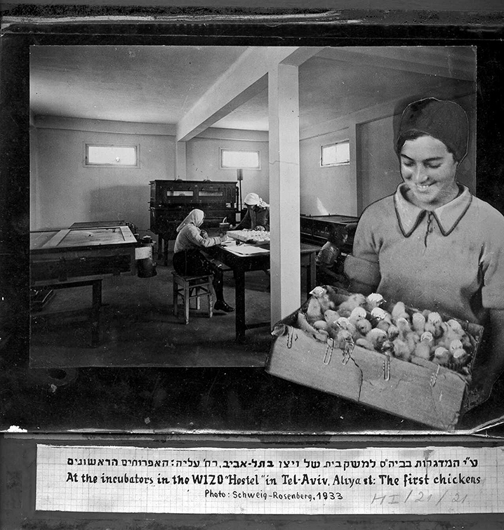 ליד המדגרות בבית הספר למשק בית שלש ויצ"ו בתל אביב, רחוב עליה. האפרוחים הראשונים - אאורבך (רוזנברג) אלן