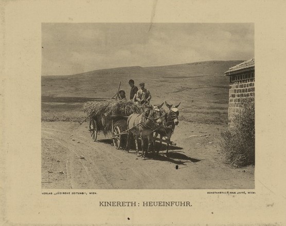 כנרת: הובלת חציר - קאהן לאו