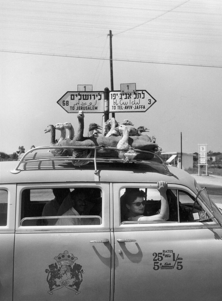 מצעד האווזים - בראון ורנר