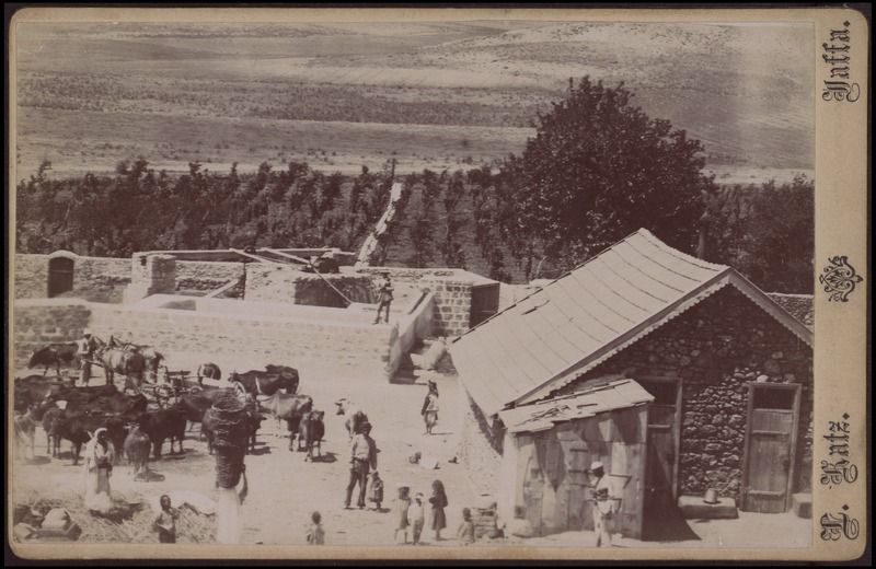 נס ציונה - כץ לאון