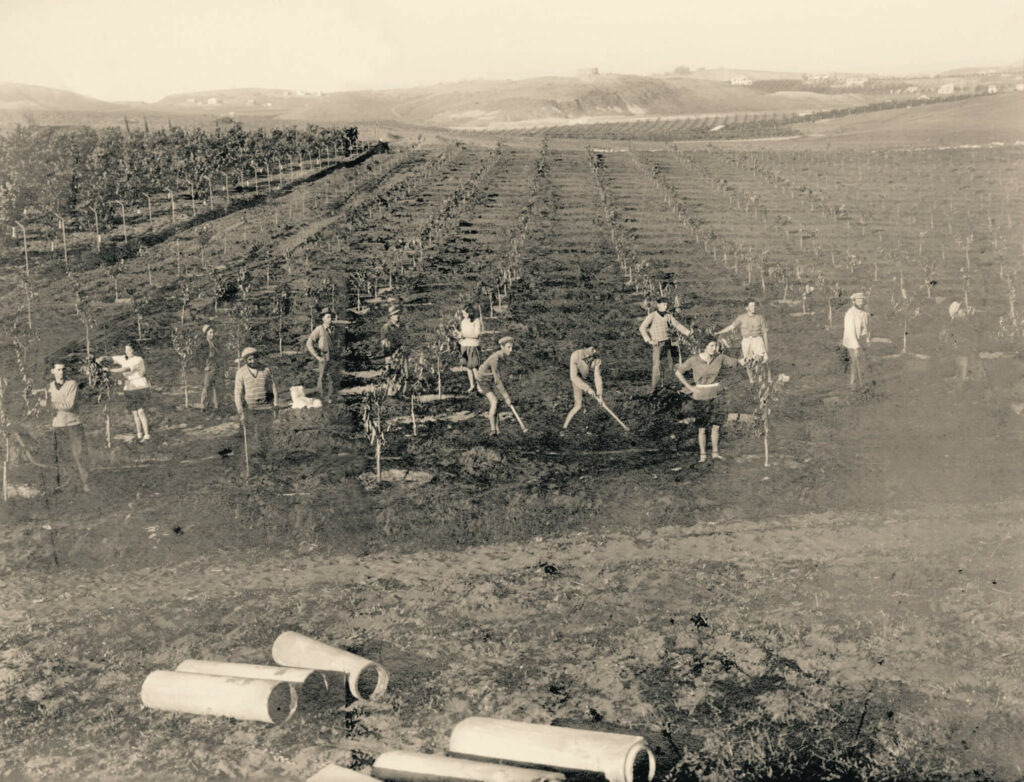 נטיעת פרדס הליגמן - בן נעם ניסן