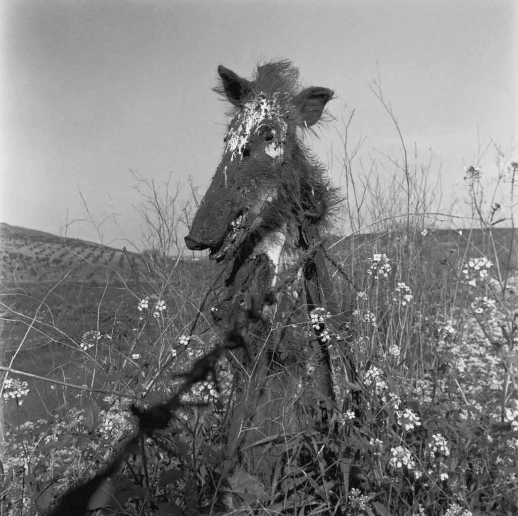 ואדי סידר - רז גיא