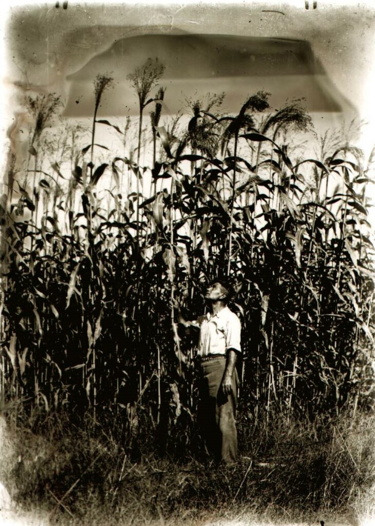 שדה תירס - בן נעם ניסן