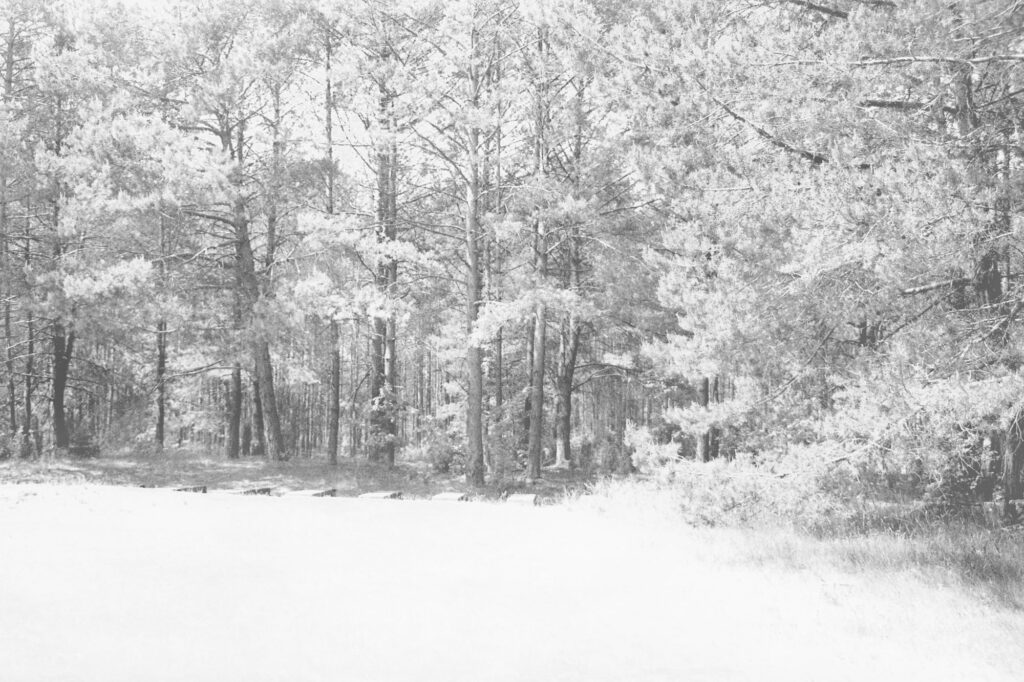 יער לבן [פנורמה לבנה] - ינאי אריאל