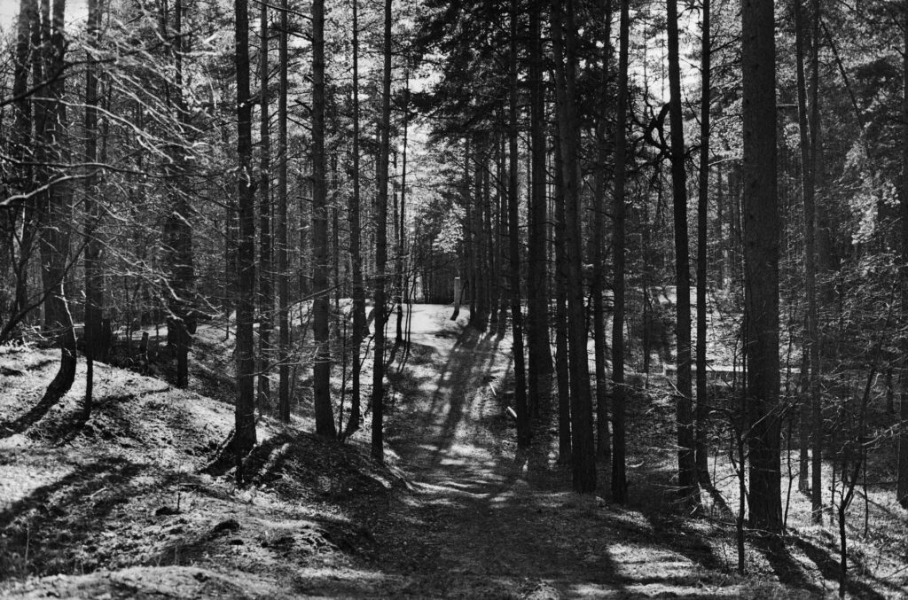 יער שחור - ינאי אריאל