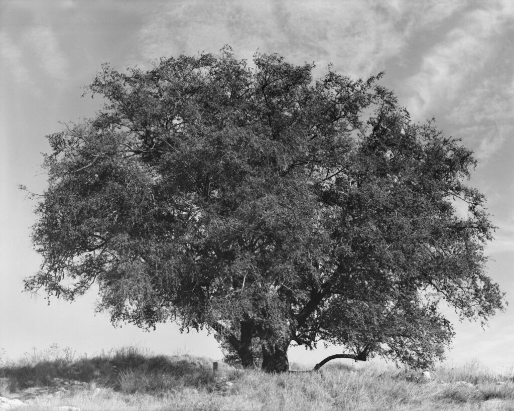 עץ [שזיף] - ינאי אריאל