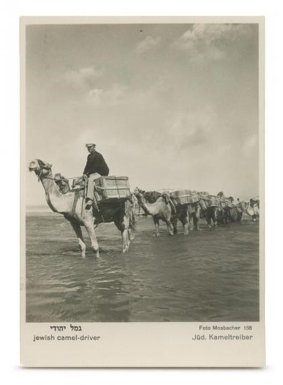 גמל יהודי - מוסבכר אן