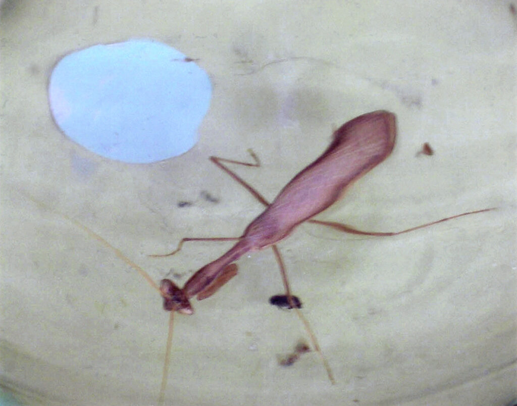 גמל שלמה - זית נועה