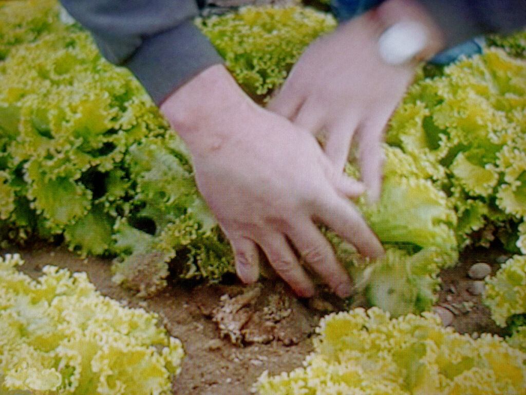 חסה - זית נועה