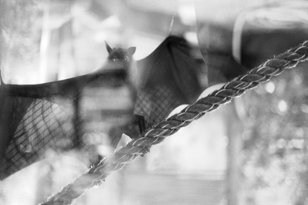 Black sorrow (detail) - סט הדס