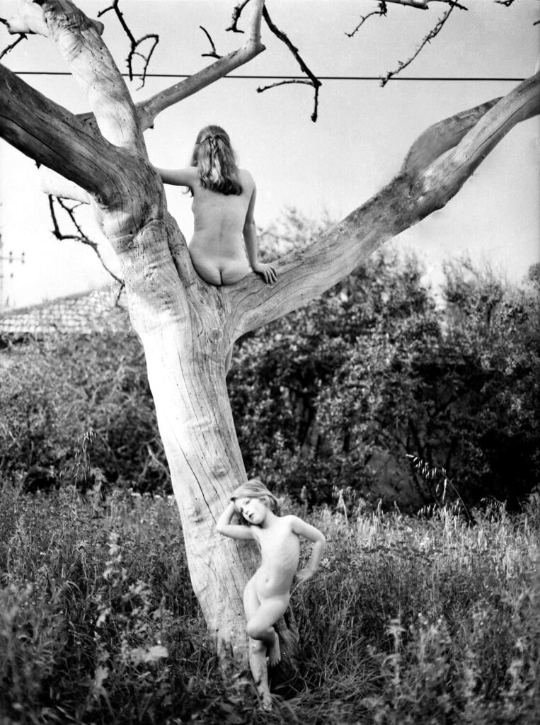 בית דולפין - שטיינר נוגה