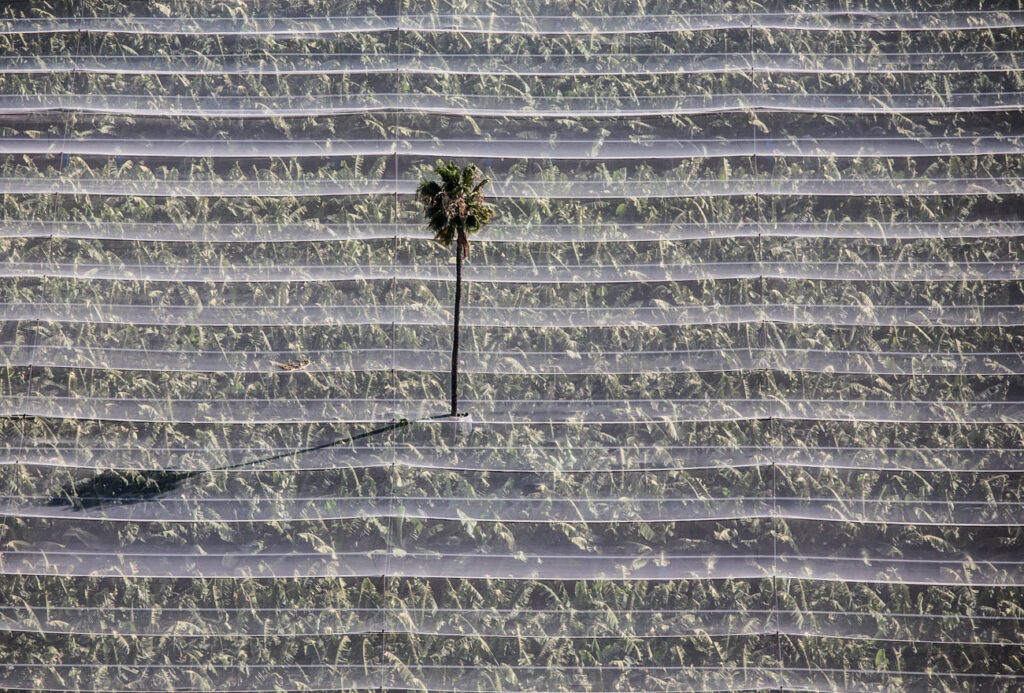 ללא כותרת - טל דובי
