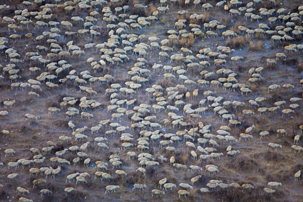 ללא כותרת - טל דובי