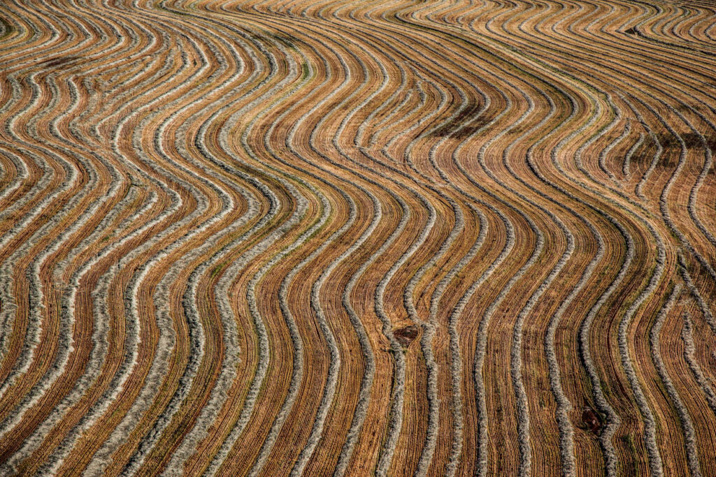 ללא כותרת - טל דובי