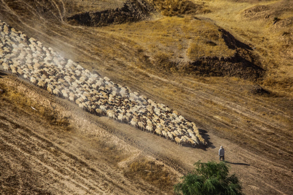 ללא כותרת - טל דובי