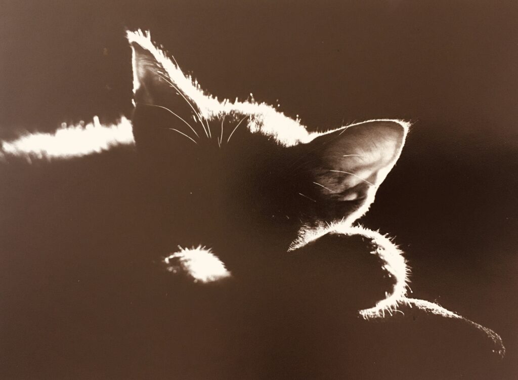 ללא כותרת - כרמי ציפור