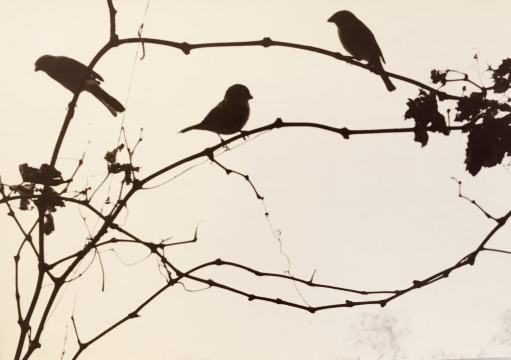 ללא כותרת - כרמי ציפור