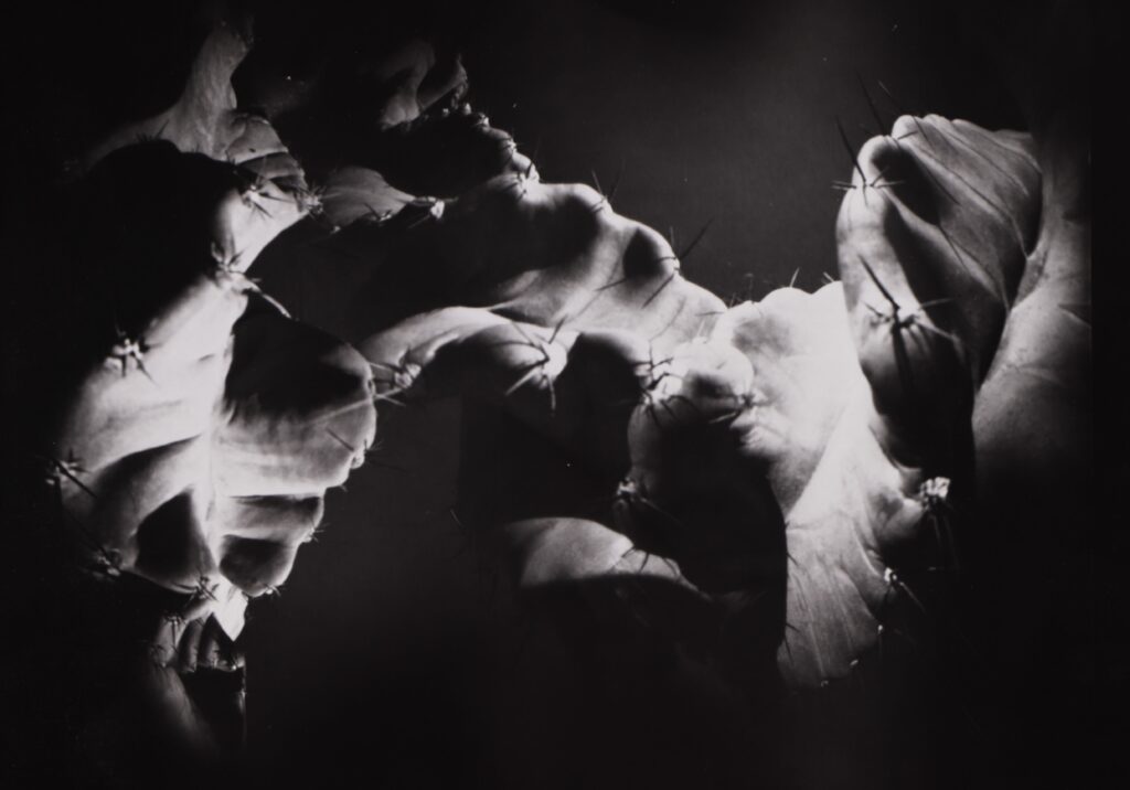 My secret garden 14 - וולף אילן