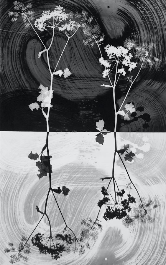 Nature n° 34 - וולף אילן