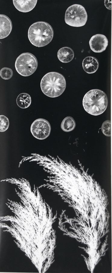 Lunascape - וולף אילן