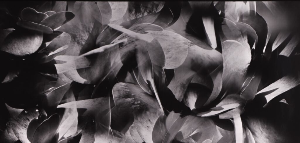 My secret garden 3 - וולף אילן