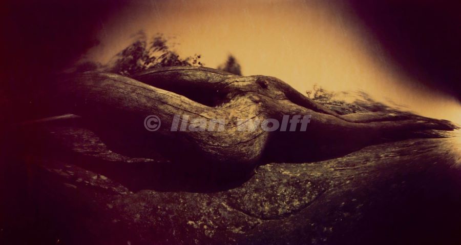 wooden woman, Fontainebleau, France - וולף אילן